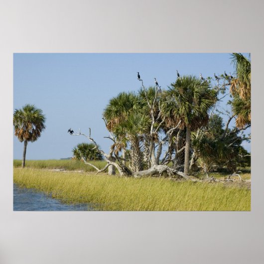 Seepferd Key Bird Rookery Print Poster (Vorne)