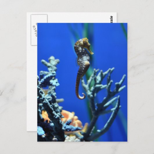 Seepferd Magic Postkarte (Vorne/Hinten)