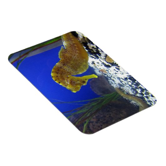 Seepferd Magnet (Rechte Seite)