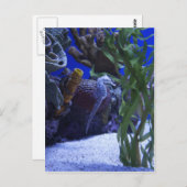 Seepferd Postkarte (Vorne/Hinten)