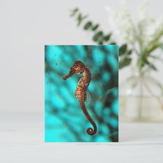 Seepferd Postkarte (Stehend Vorderseite)