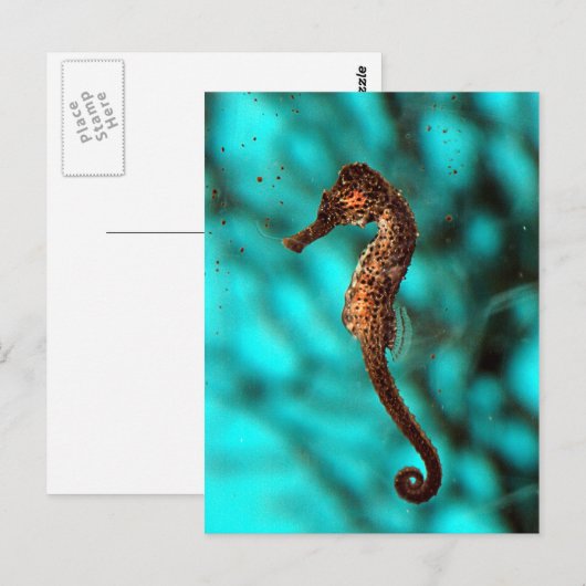 Seepferd Postkarte (Vorne/Hinten)