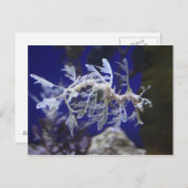 Seepferd Postkarte (Vorne/Hinten)