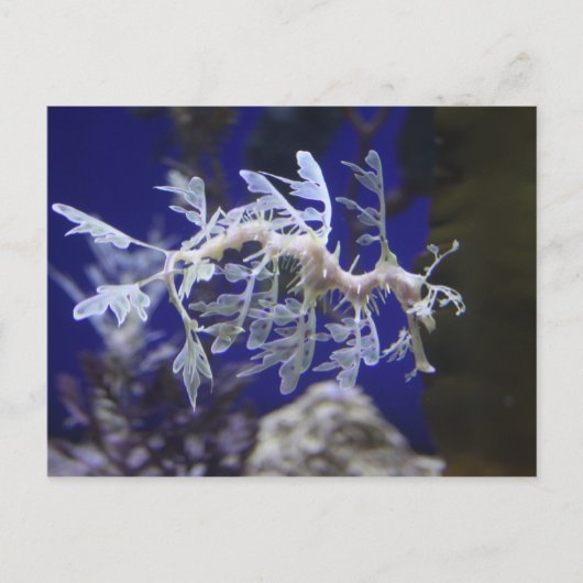 Seepferd Postkarte (Vorderseite)