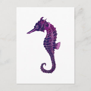 Seepferd Postkarte