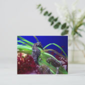 Seepferd Postkarte (Stehend Vorderseite)