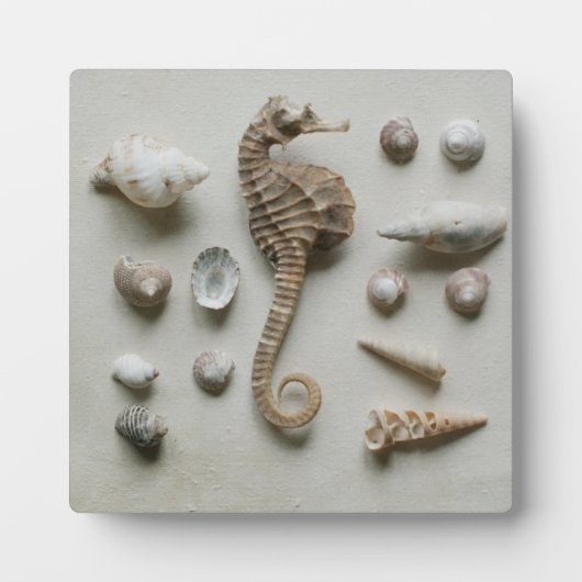 Seepferd und Muscheln Fotoplatte (Vorderseite)