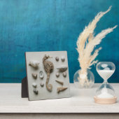 Seepferd und Muscheln Fotoplatte (InSitu)