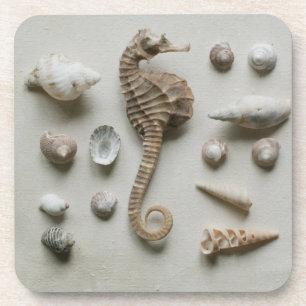 Seepferd und Muscheln Getränkeuntersetzer