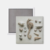 Seepferd und Muscheln Magnet (Vorderseite/Rückseite)