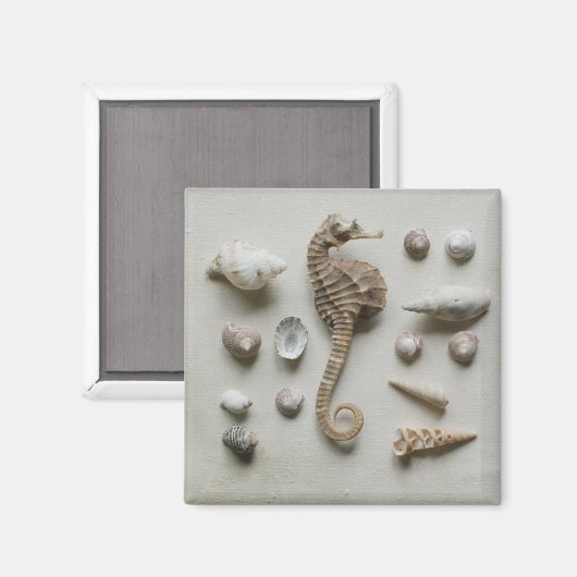 Seepferd und Muscheln Magnet (Vorderseite/Rückseite)