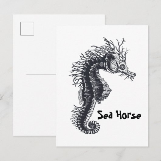 SEEPFERDCHEN POSTKARTE (Vorne/Hinten)