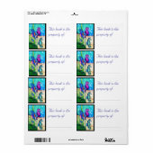 Seepferdchen-Siegel (Vorne)