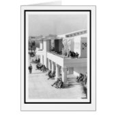 Seepferde am Sarasota (Vorne)