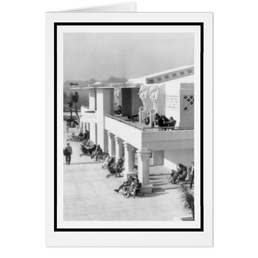 Seepferde am Sarasota (Vorne)