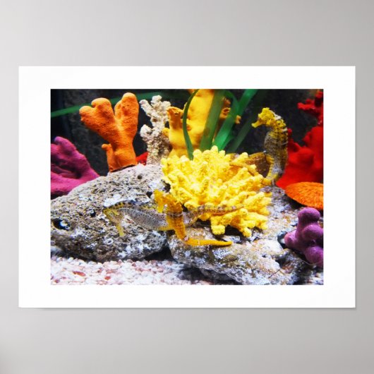 Seepferde Poster (Vorne)