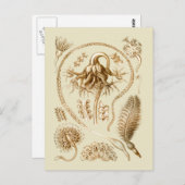 Seepferde Postkarte (Vorne/Hinten)