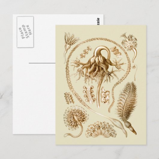 Seepferde Postkarte (Vorne/Hinten)