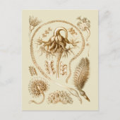 Seepferde Postkarte (Vorderseite)