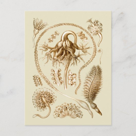 Seepferde Postkarte (Vorderseite)