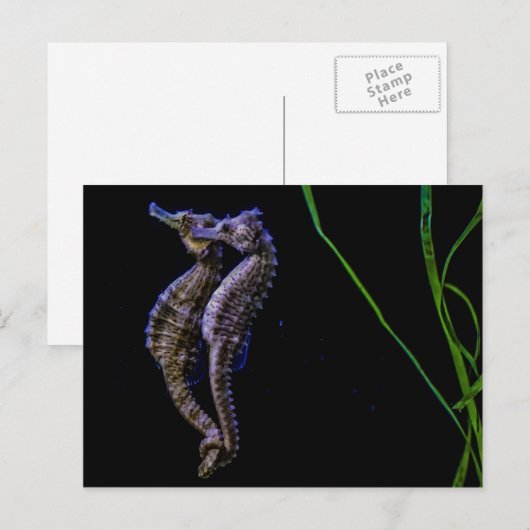 Seepferde (Seepferde) Postkarte (Vorne/Hinten)