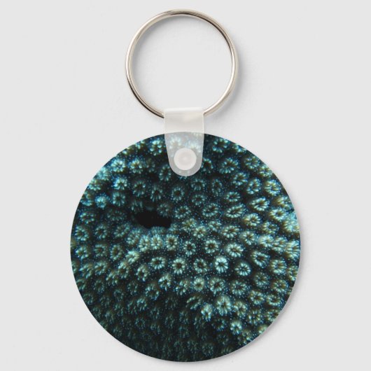 Seepocken Schlüsselanhänger (Vorderseite)