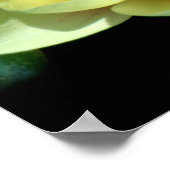 Seerose Poster (Ecke)