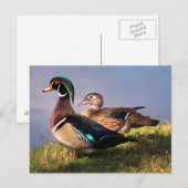 Seerose, Waldschnatterente Postkarte (Vorne/Hinten)