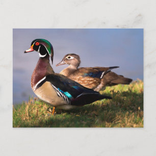Seerose, Waldschnatterente Postkarte