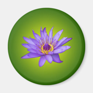 Seerosen-Blumen-Teich Wasserpflanze Lila Wasserblü Magnet
