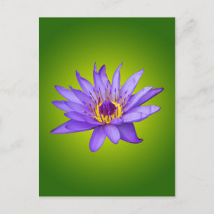 Seerosen-Blumen-Teich Wasserpflanze Lila Wasserblü Postkarte