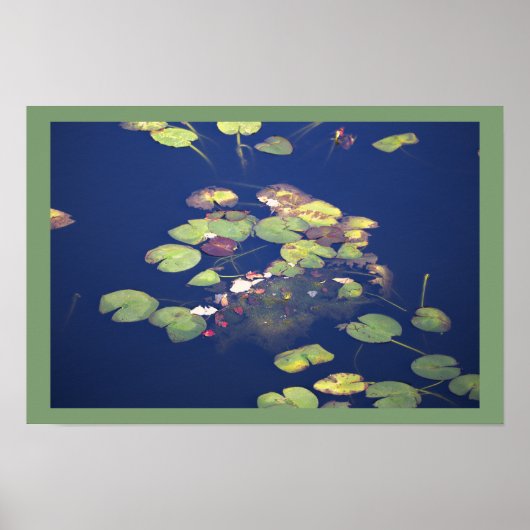 Seerosen Foto Poster (Vorne)