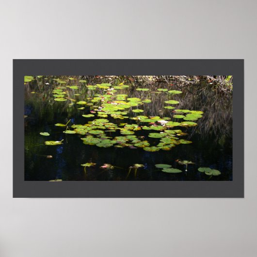 Seerosen Foto Poster (Vorne)