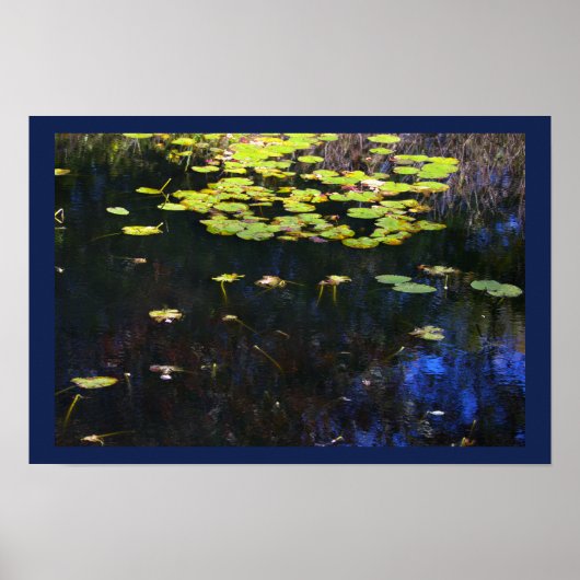 Seerosen Foto Poster (Vorne)