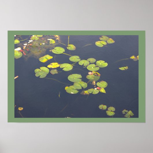 Seerosen Foto Poster (Vorne)
