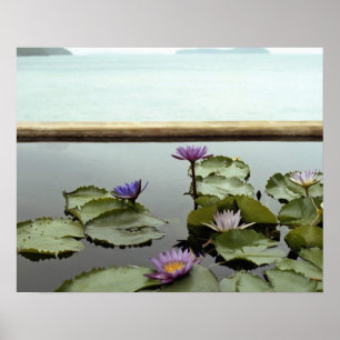 Seerosen im Teich am Ozean Poster