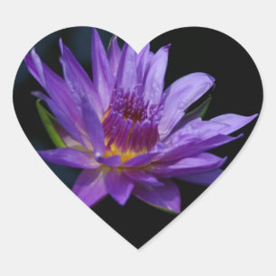 Seerosen Lotus Herz-Aufkleber