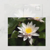 Seerosen-Postkarte Postkarte (Vorne/Hinten)