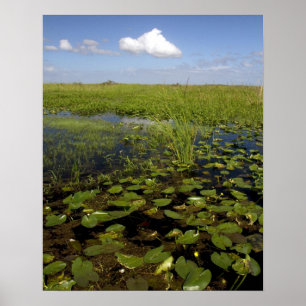 Seerosen und Schneidgras in den Florida-Everglades Poster