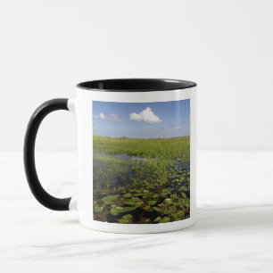 Seerosen und Schneidgras in den Florida-Everglades Tasse