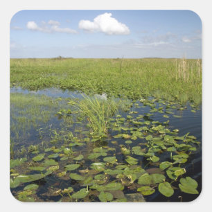 Seerosen und Schneidried im Florida-Everglades Quadratischer Aufkleber