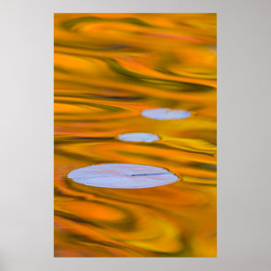 Seerosenblatt auf orangem Wasser, Kanada Poster