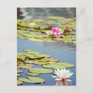 Seerosenblüten Postkarte