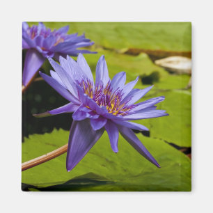 Seerosenmagnet Magnet