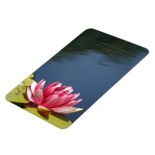 Seerosenteich Blumen Magnet