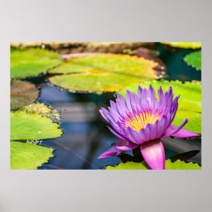 Seerosenteich im Wasserlilien Poster