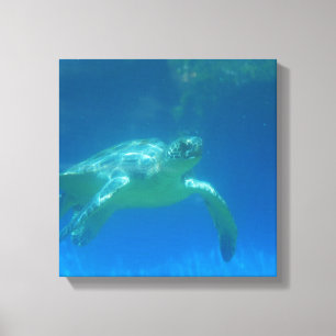Seeschildkröteswim-Leinwand-Druck Leinwanddruck