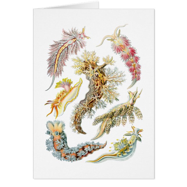 Seeschnecken (Vorne)