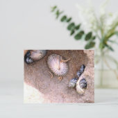 Seeschnecken und Barnacles Postkarte (Stehend Vorderseite)