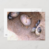 Seeschnecken und Barnacles Postkarte (Vorne/Hinten)